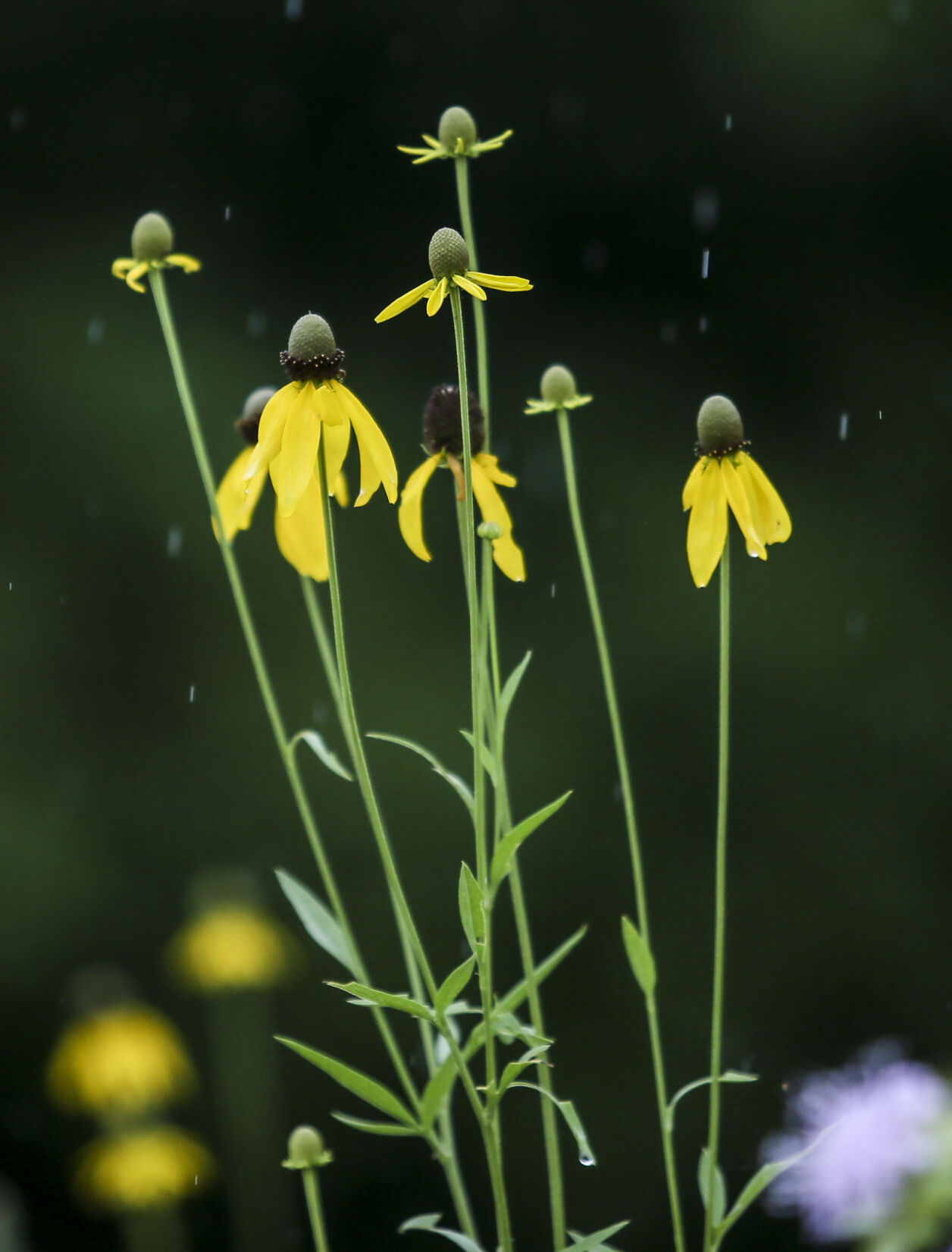 071520-qc-rainfeature-02.JPG